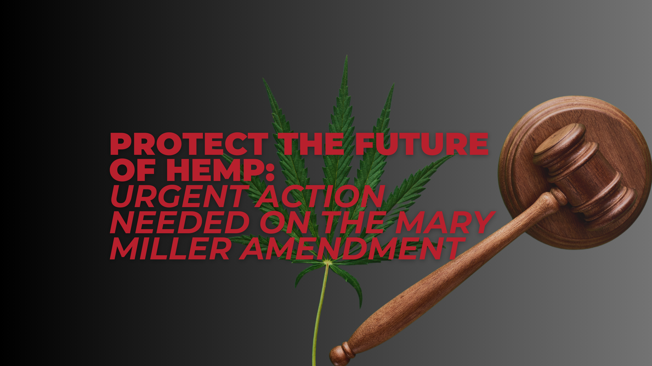 Protect the Future of Hemp: Urgent Action Needed on the Mary Miller Amendment